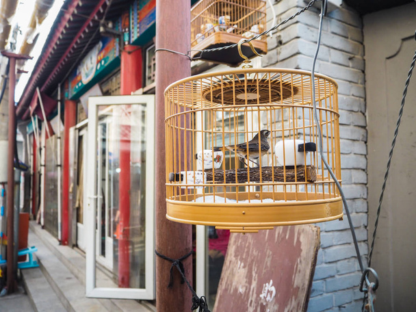 Lemmikkilintu roikkuu kadulla vanhassa ranskalaisessa myönnytyksessä Tianjinissa, Kiinassa
 - Valokuva, kuva