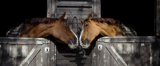 άλογα στην αγάπη - Φωτογραφία, εικόνα