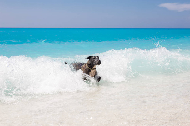 Стаффордская собака днем играет в океане
 - Фото, изображение