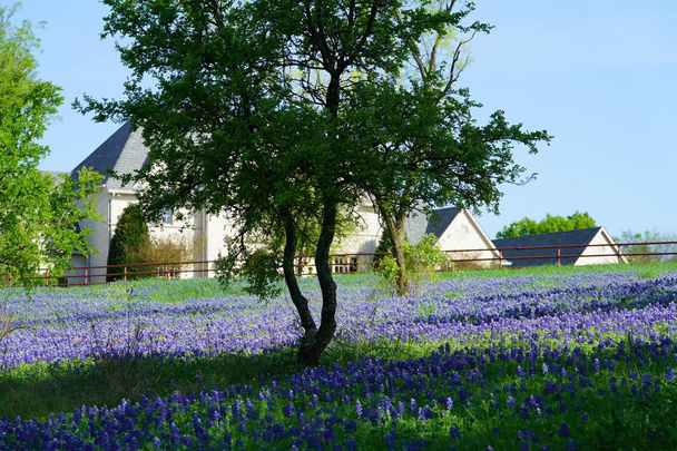 Grande maison de campagne avec champ de fleurs sauvages Bluebonnet près de Ennis, Texas
 - Photo, image