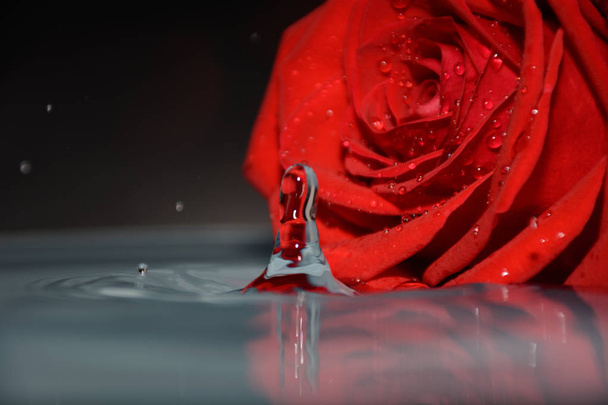 red rose in clean water - Foto, Imagem