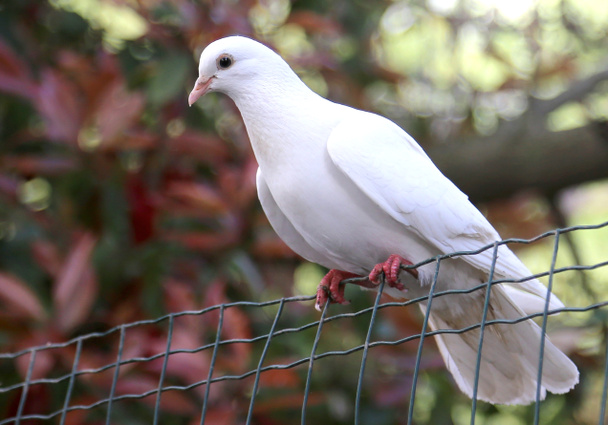 big dove resting on a wire mesh - Photo, Image