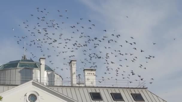 La Russie. Saint-Pétersbourg. Petrodvorets.October. Un très grand troupeau de pigeons encerclant le toit
. - Séquence, vidéo