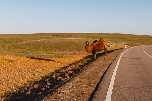 верблюд з двома горбами стоїть біля дороги
 - Фото, зображення
