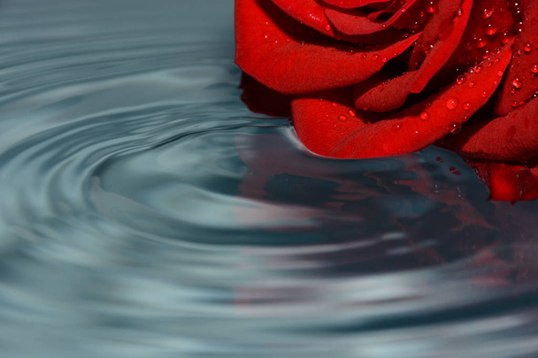 red rose in clean water - Photo, image