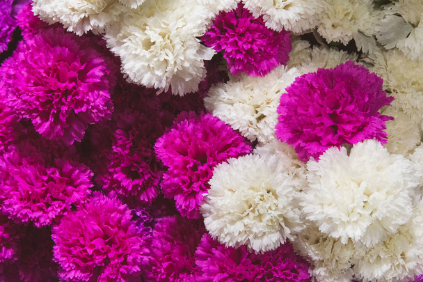 chrysanthème fleur fond décoratif
 - Photo, image