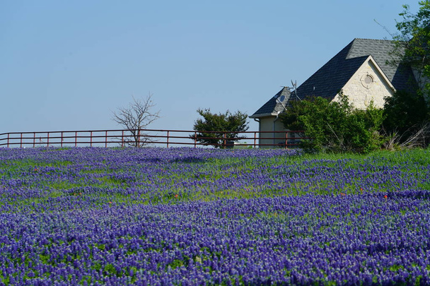 Grande maison de campagne avec champ de fleurs sauvages Bluebonnet près de Ennis, Texas
 - Photo, image