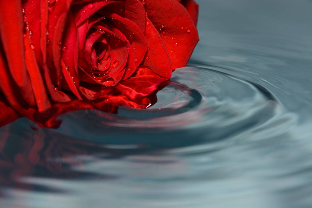 red rose in clean water - Φωτογραφία, εικόνα