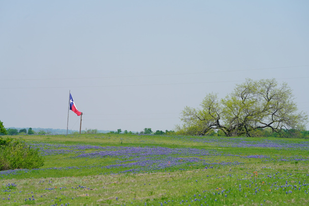 Flagą Teksasu wiejący wiatr z Bluebonnet kwiaty kwitnące w czasie wiosny - Zdjęcie, obraz