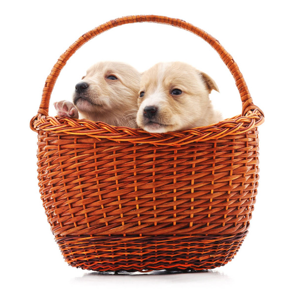Puppies in a basket isolated on a white background. - Zdjęcie, obraz