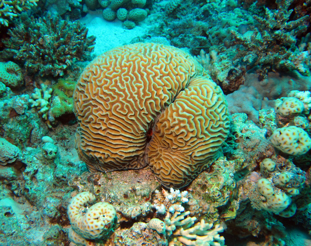 Brain coral - Photo, Image