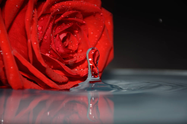 beautiful red rose on water background, 8 march concept - Foto, immagini