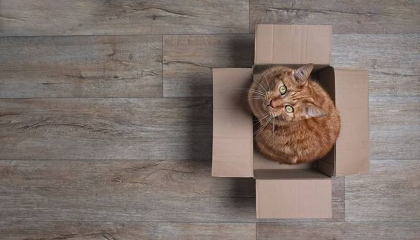 Ginger cat in a cardboard box looking curious up to the camera. Panoramic picture with copy space. - Fotoğraf, Görsel