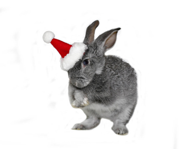 Christmas rabbit in the hat of Santa Claus on a white background - Foto, immagini