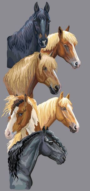 Κάθετη κάρτα με πορτρέτα φυλών αλόγων (ρωσική βαρύ άλογο σχέδιο? Λευκορωσικό εξάρτυση άλογο? Friesian άλογο, άλογο Pinto) απομονωμένα σε γκρι φόντο. Πολύχρωμη εικονογράφηση διάνυσμα. - Διάνυσμα, εικόνα