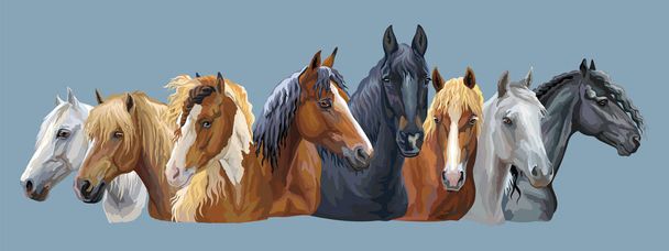 Set di colorati ritratti vettoriali di diverse razze di cavalli (Russian Heavy Draft Horse; Bielorian Harness Horse; Friesian horse) isolati su sfondo grigio-blu
 - Vettoriali, immagini