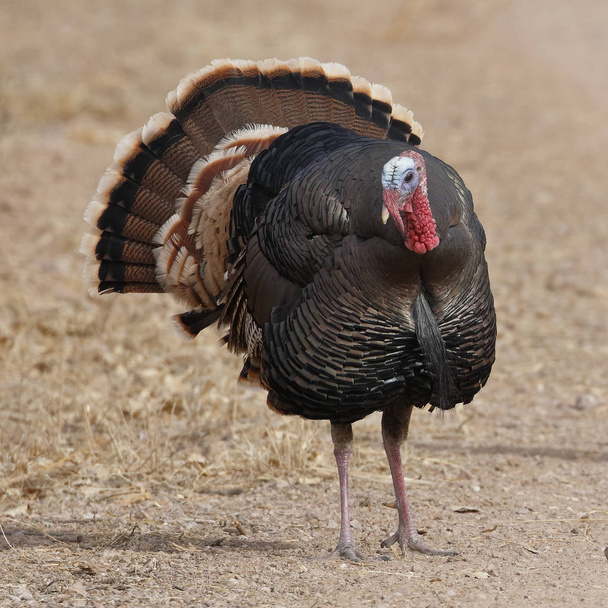 Male Wild Turkey (Meleagris gallopavo) with its tail spread out - Bosque del Apache National Wildlife Refuge, New Mexico - Photo, Image