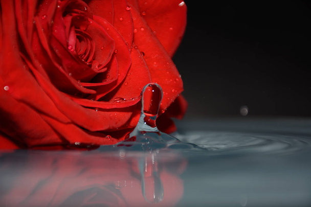 red rose in water beside drops of water - Foto, immagini
