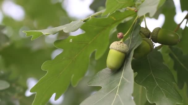 acorn with oak - Felvétel, videó