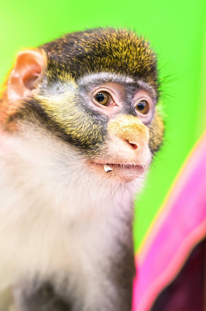Portrait of Red tail monkey, or Schmidts guenon Cercopithecus ascanius ape Isolated on green Background - Φωτογραφία, εικόνα