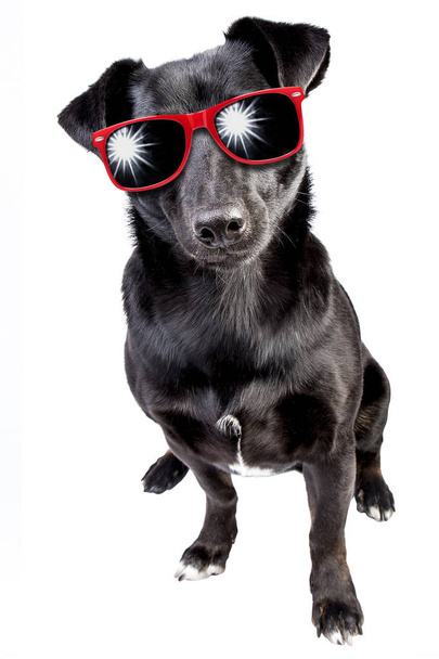 Σκύλος μικρό μαύρο κόκκινο γυαλιά ηλίου απομονωμένες - Φωτογραφία, εικόνα