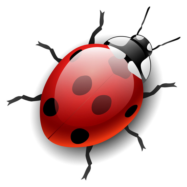 Ladybug - Διάνυσμα, εικόνα