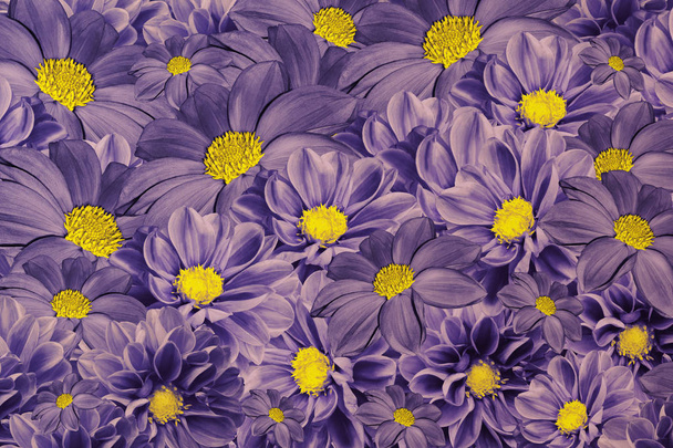 Fond violet floral de dahlias. Arrangement de fleurs lumineuses. Un bouquet de dahlias violet-jaune. Nature
. - Photo, image