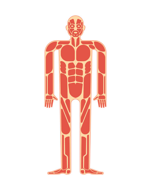 Svalnaté anatomie. Systém lidského těla svaly. - Vektor, obrázek