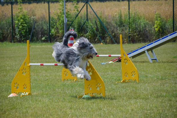 Bearded Collie agility intensive training. Dog, bearded kolie in agility. Amazing evening, Hurdle having private agility training for a sports competition - Photo, Image
