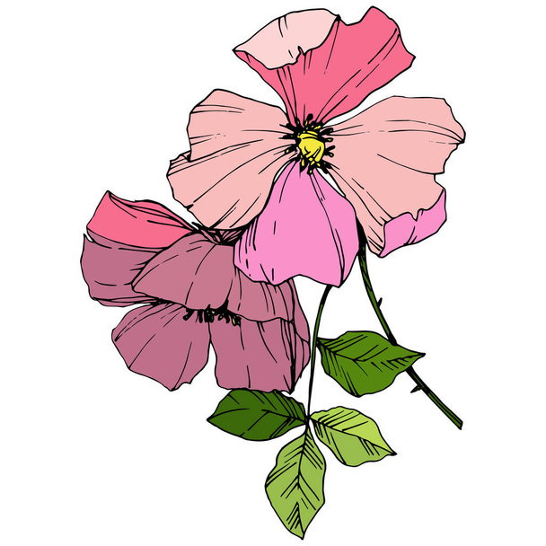 Vector Pink rosa canina. Floral botanical flower. Engraved ink art. Isolated rosa canina illustration element. - Vektori, kuva