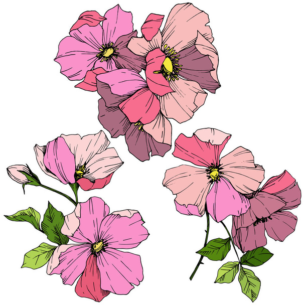 Vektori Pink Rosa canina. Kukka kasvitieteellinen kukka. Kaiverrettua mustetaidetta. Eristetty rosa canina kuvituselementti
. - Vektori, kuva