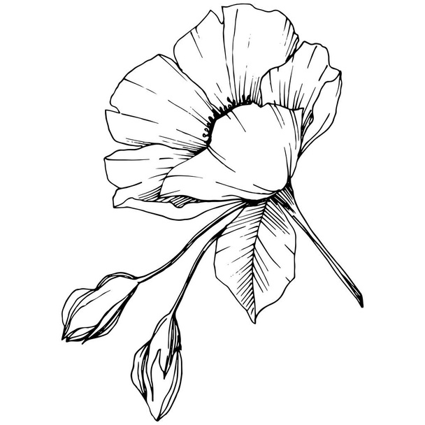 Vector Rosa canina. Floral botanical flower. Wild spring leaf wildflower isolated. Black and white engraved ink art. Isolated rosa canina illustration element. - ベクター画像