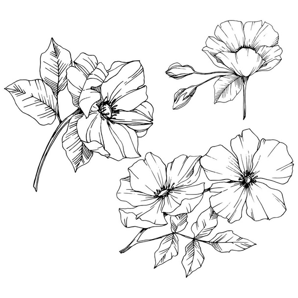 ロサ ・ カニナ花をベクトルします。黒と白には、アートが刻まれています。孤立したロサ ・ カニナの図要素. - ベクター画像