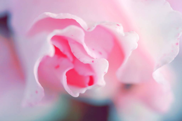 本当に新鮮なピンクのバラ花びら、トップ表示マクロ撮影  - 写真・画像
