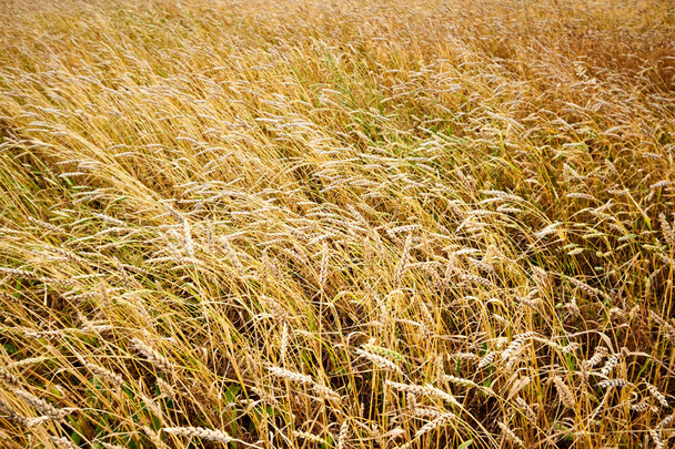 Campos de cereales. Paletas en el campo, campos de cereales
. - Foto, imagen