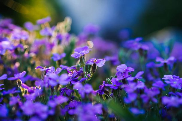 aubrieta blüht blau-violette Blüten im Frühlingsgarten - Foto, Bild