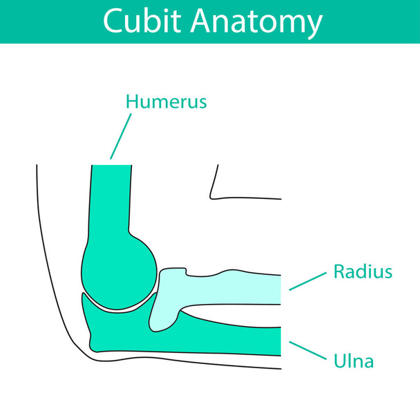 Ilustración vectorial de la anatomía esquelética del codo humano
 - Vector, Imagen