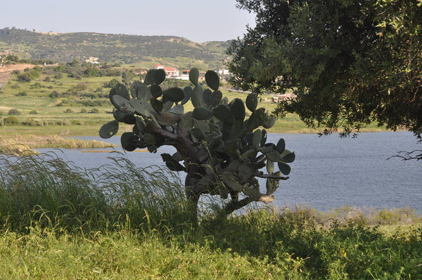 Kaunis Akrounta pato Kyproksella
 - Valokuva, kuva