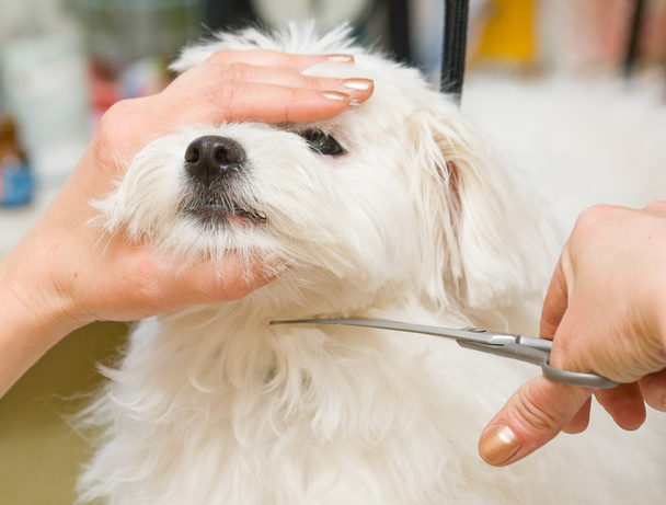 Grooming Maltese dog - Zdjęcie, obraz