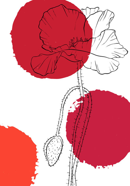 vector drawing poppy flowers - Διάνυσμα, εικόνα