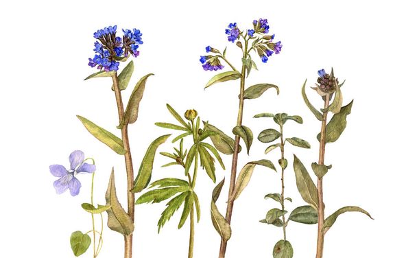watercolor drawing flowers and plants - Фото, зображення
