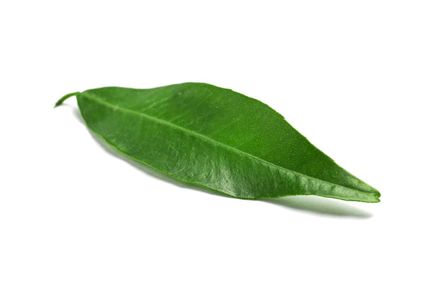 Fresh green tangerine leaf on white background - Foto, Imagem
