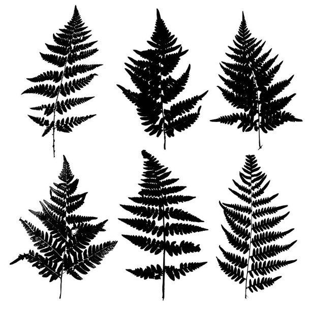 vector fern leaves silhouettes - Vector, Image