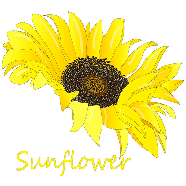 Slunečnice, izolované na bílém pozadí obrázku sada - Fotografie, Obrázek