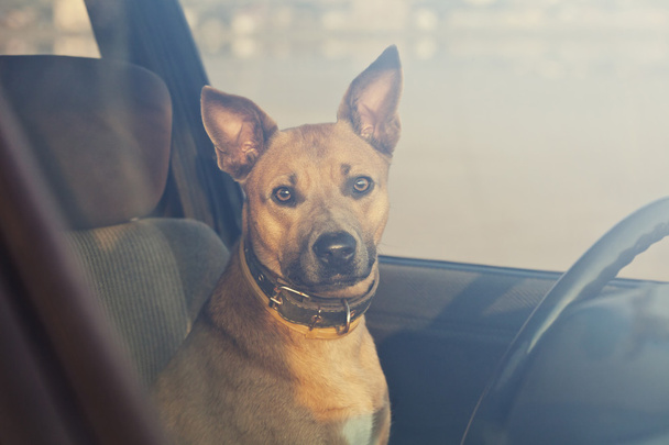 Dog in the car - Fotoğraf, Görsel