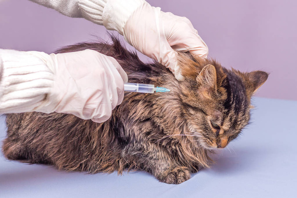 Ein Tierarzt spritzt einer kranken Katze eine Spritze. Tierpflege - Foto, Bild