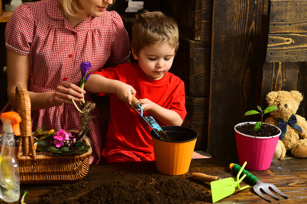 Growing concept. Little child plant flower in pot with dirt or soil, growing. Pot plant growing. Active growing season - Photo, image