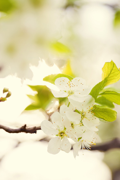 Apple blossoms - Photo, image