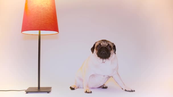 Grappige Pug Puppy. Portret van een schattig pug hond met grote droevige ogen en een vragende blik op een witte achtergrond, Beige pug met grote ogen - Video