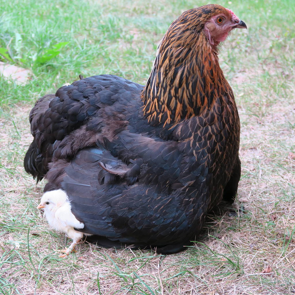 lähikuva kotimaan kana vähän poikasia puutarhassa
 - Valokuva, kuva